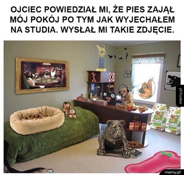 Pies zajął mój pokój