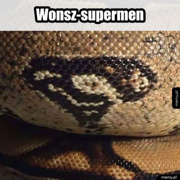 Wąż supermen