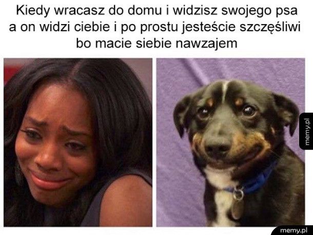 Najlepszy PSYjaciel człowieka