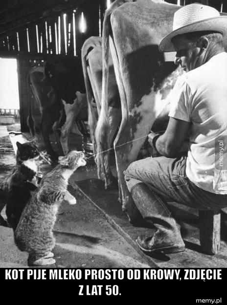  Kot pije mleko prosto od krowy, zdjęcie z lat 50.             