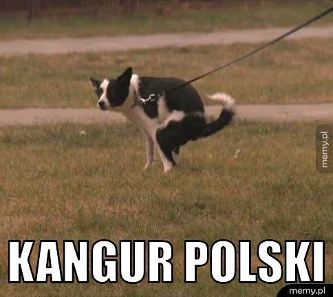 Polski kangur