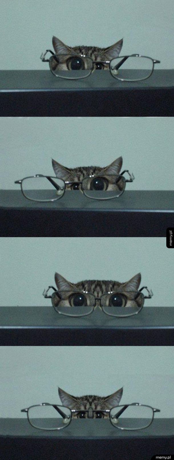 O.o o.O O.O o.o - kotek w okularach