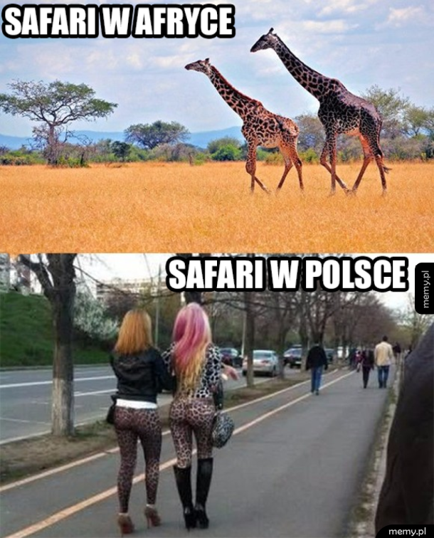 Polskie Safari