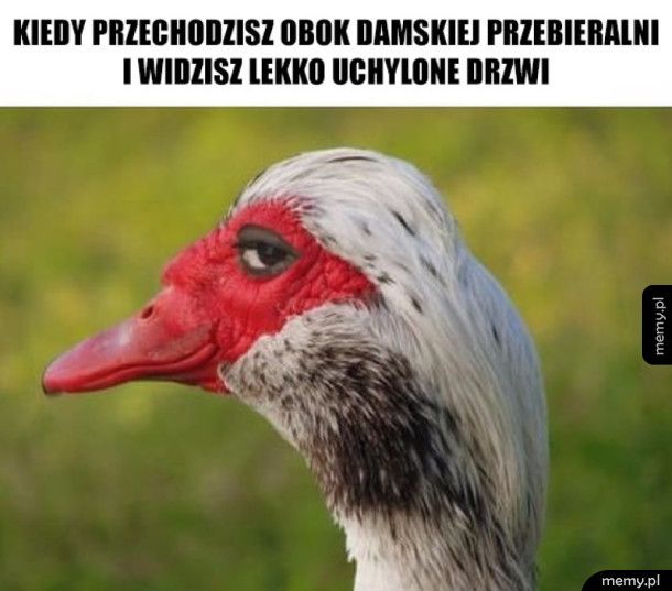 ( ͡&deg; ͜ʖ ͡&deg;)