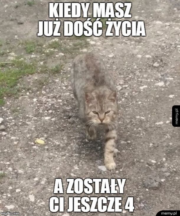 Koteł