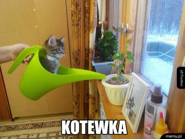 Kotewka