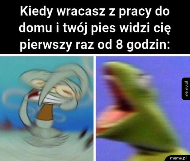 Twój pies