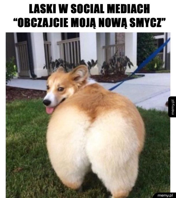 Laski takie są