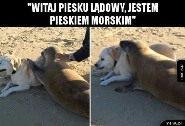 Przybywam w pokoju aby przekazywać miłość