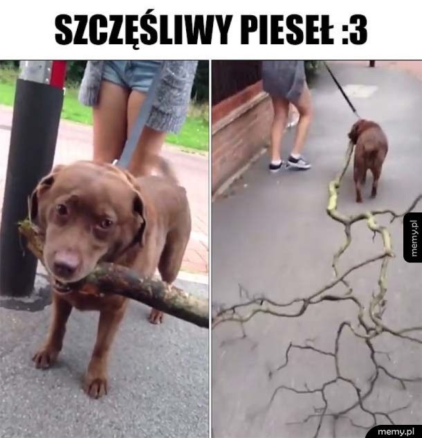 To się nazywa szczęście