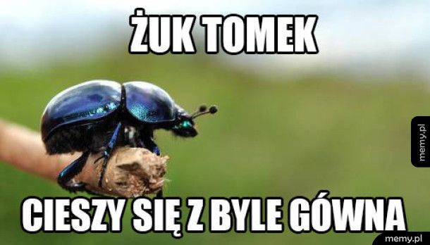 Żuczek