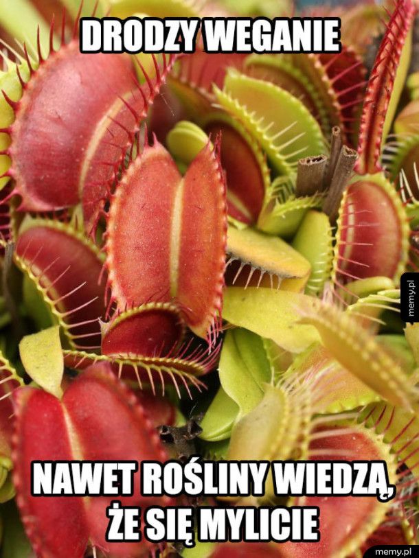 Drodzy weganie