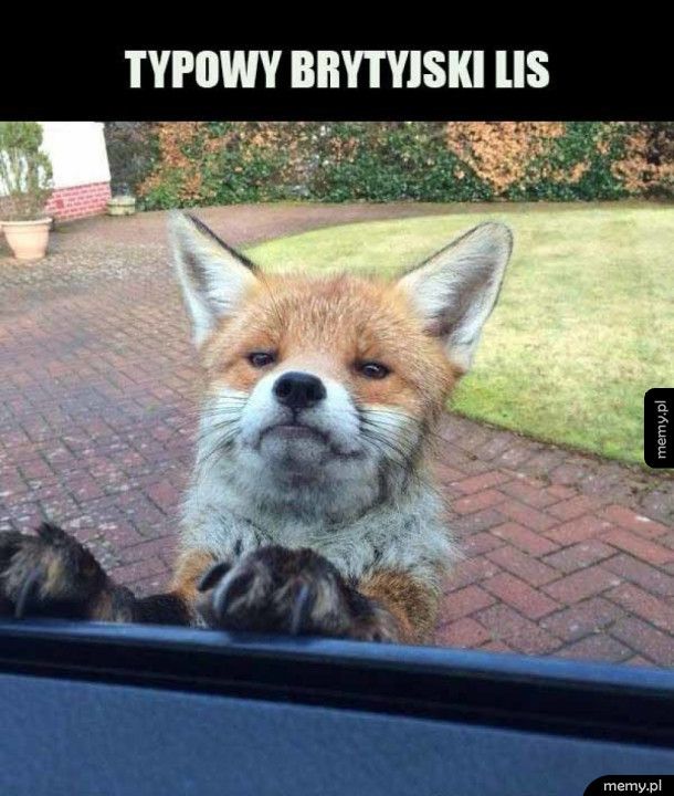 Brytyjski lis