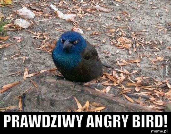    Prawdziwy angry bird!