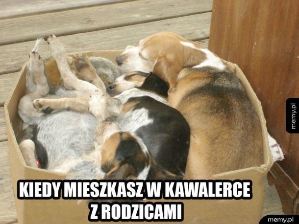 Śpiące pieski