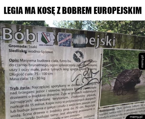 Kosa z bobrem