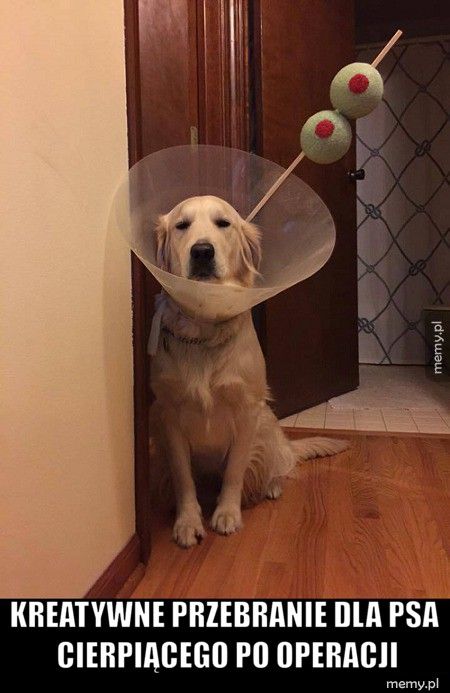 Kreatywne przebranie dla psa cierpiącego po operacji