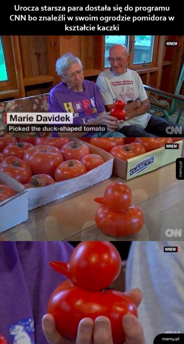 Kaczorek Pomidorek