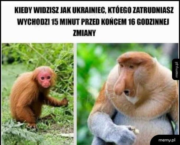 O kurła...