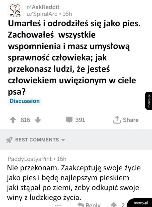 A co jeśli dlatego psy są takie wspaniałe?