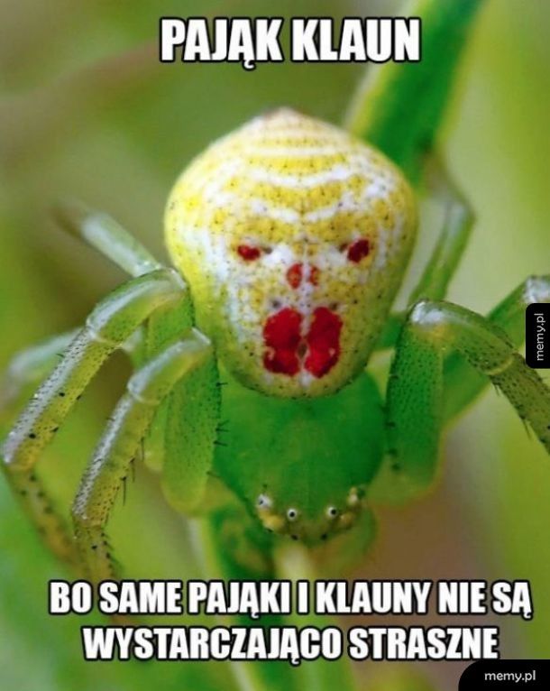 Przerażający pająk