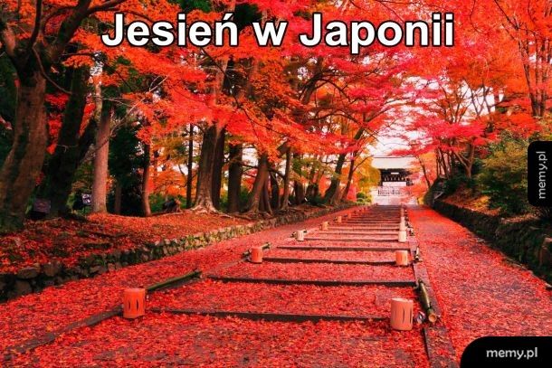 Tak wygląda jesień w Japonii