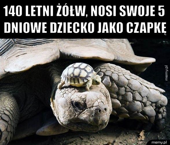 Moda żółwi