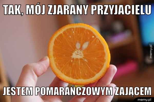 Tak, mój zjarany przyjacielu   Jestem pomarańczowym zającem