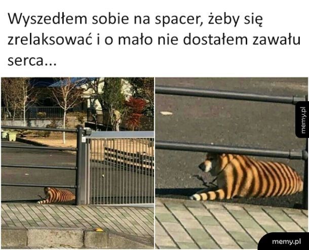 Tygryseł?