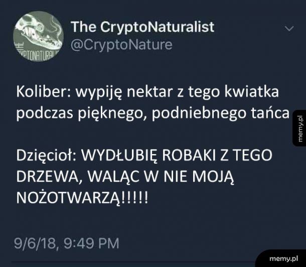 Dzięcioł vs koliber