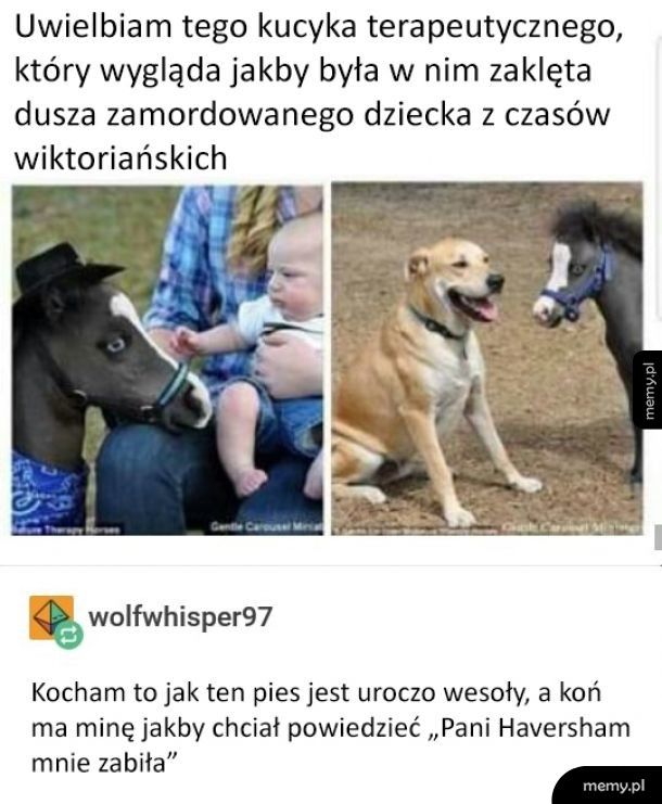 Ten kucyk mnie przeraża