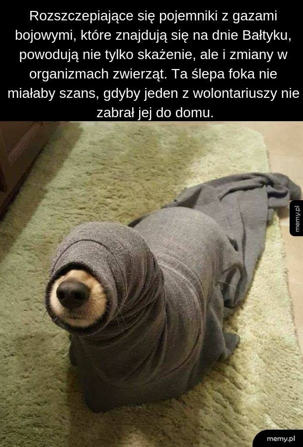 Ślepa foka