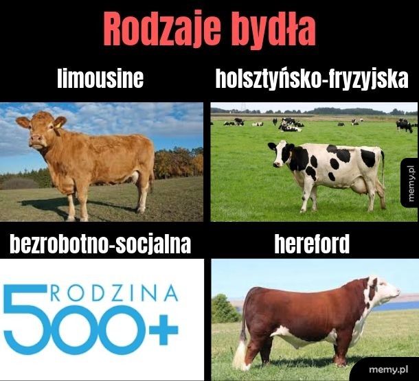 Rodzaje bydła