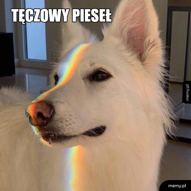 Stop piesełofobii