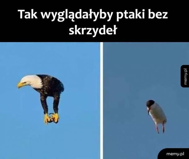 Ptaszki