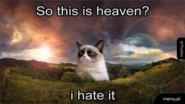 Grumpy Cat