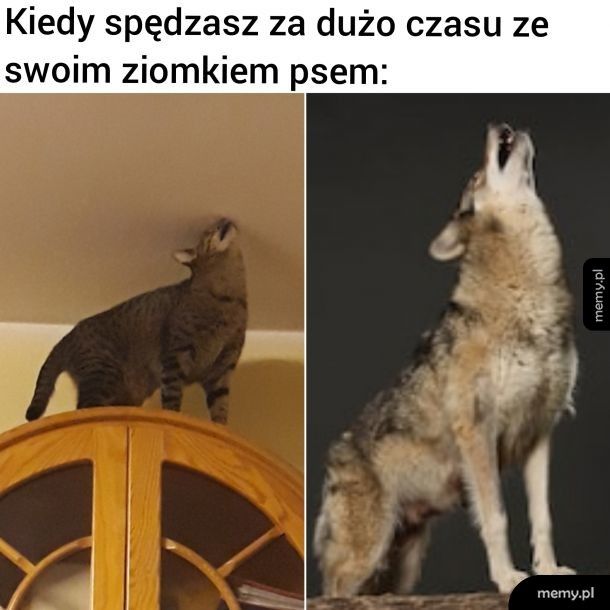 Zainspirował się