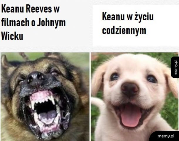 Tak to jest po utracie pieska...