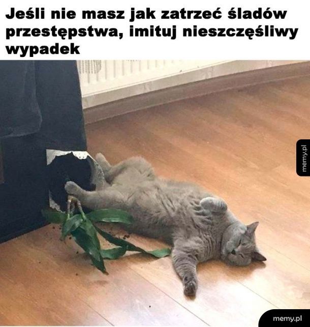 Rada od koteła