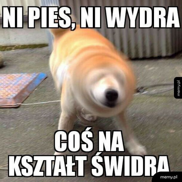 Świdreł