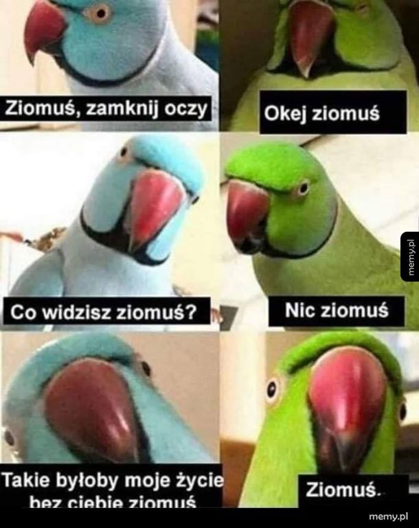 Ziomuś