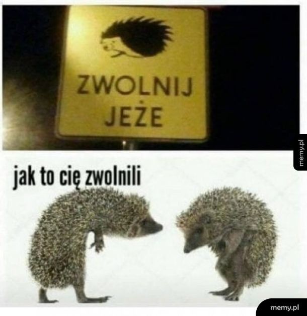 Biedne jeże