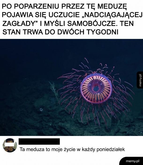 `Meduza