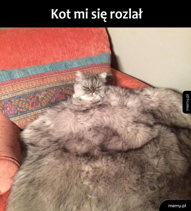 Koty - Memy.pl