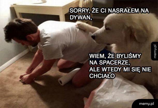 Sorry, że Ci nasrałem na dywan