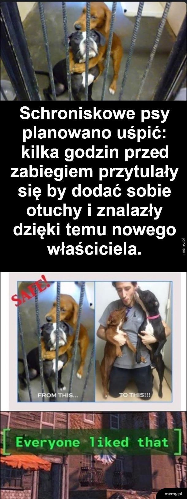 Kochające się piesy