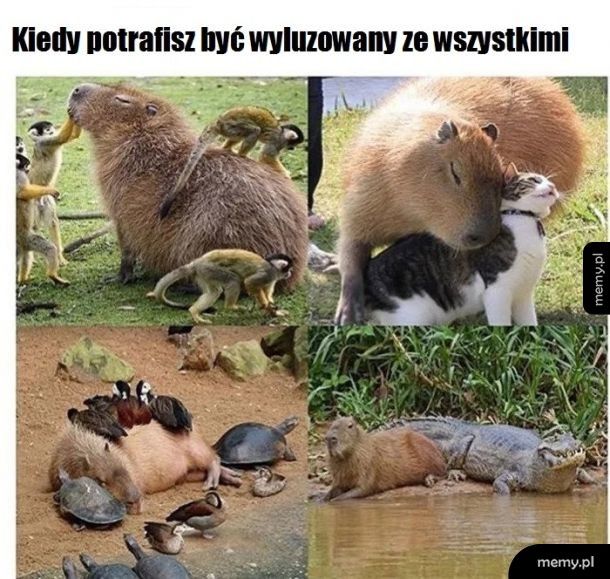 Gdy masz więcej niż jedną grupę przyjaciół w szkole.