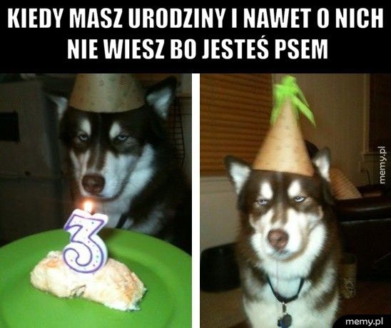 Kiedy masz urodziny i nawet o nich nie wiesz bo jesteś psem   