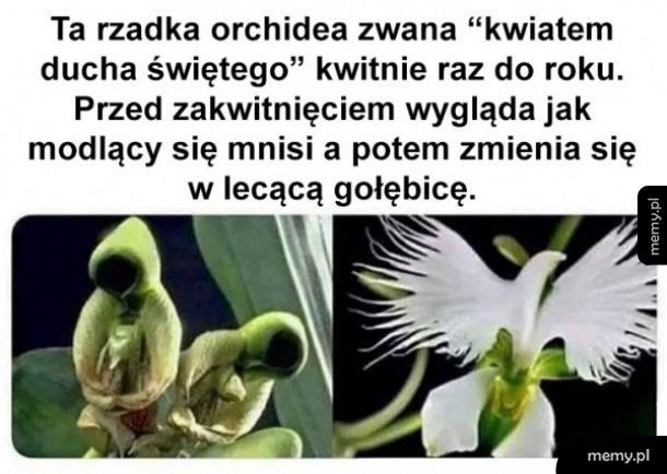 Kwiat ducha świętego