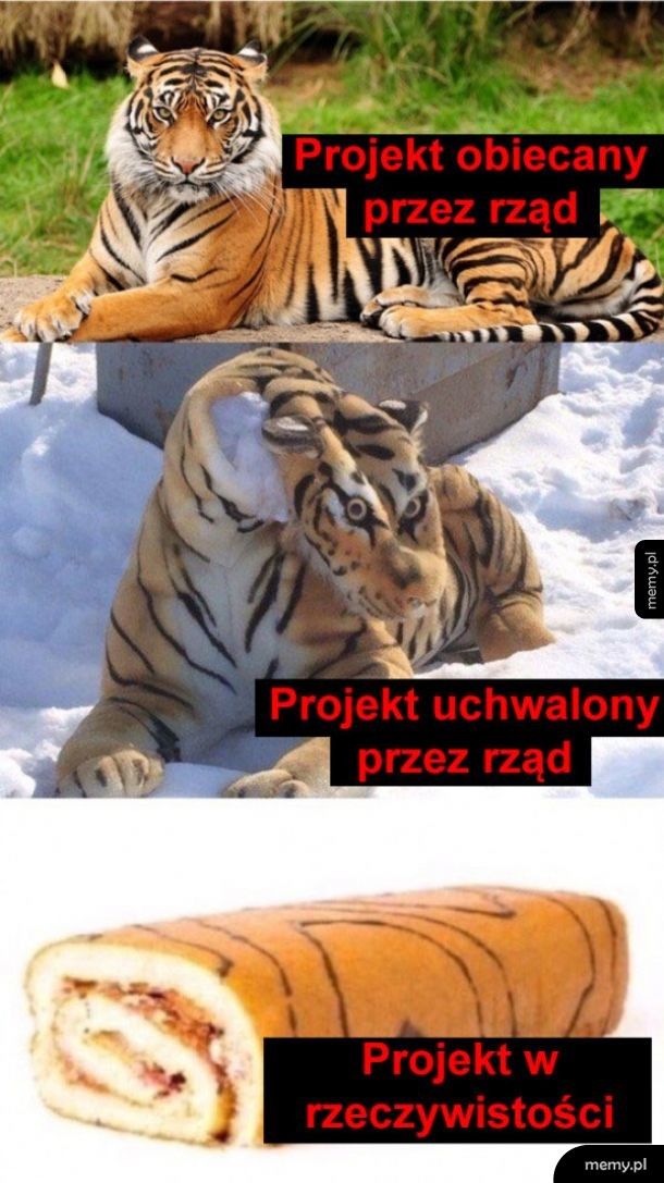 Projekt